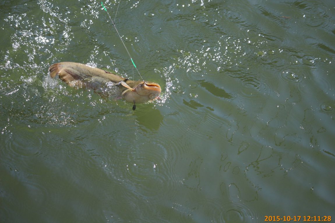 IMG_0075.jpg