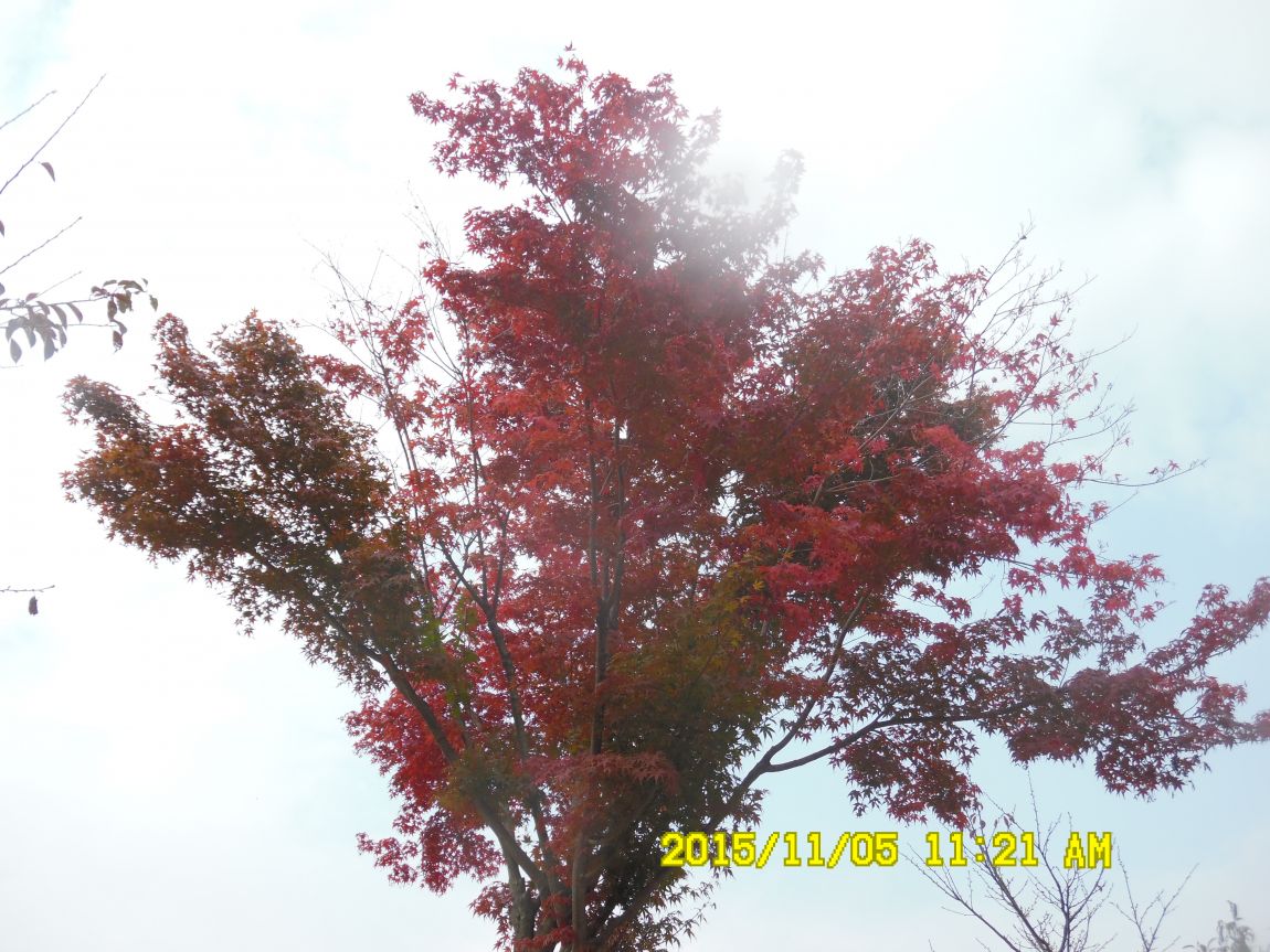113~5 019.JPG