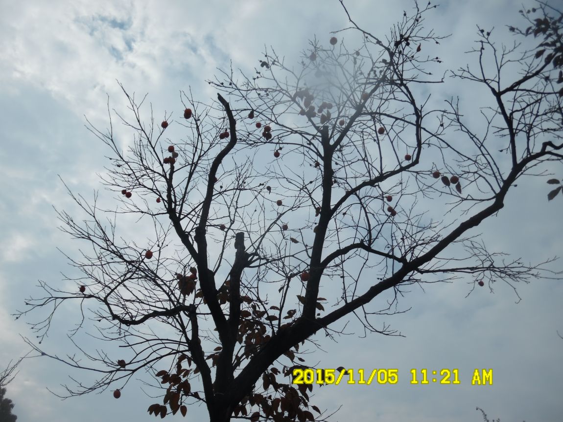 113~5 020.JPG