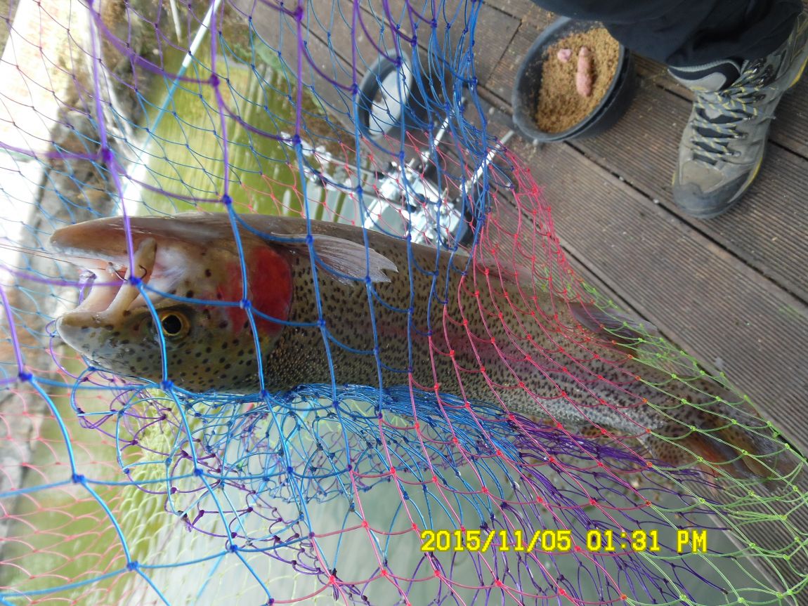 113~5 024.JPG