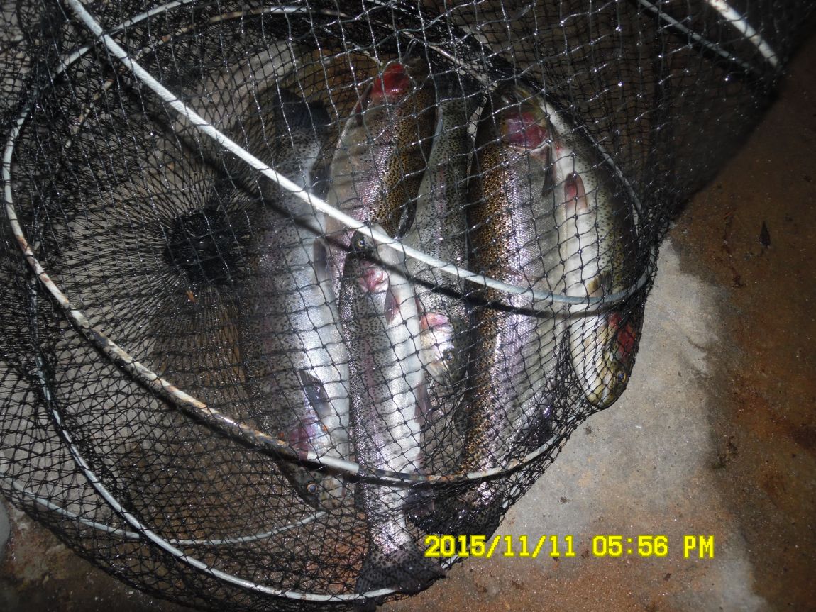 1114 017.JPG
