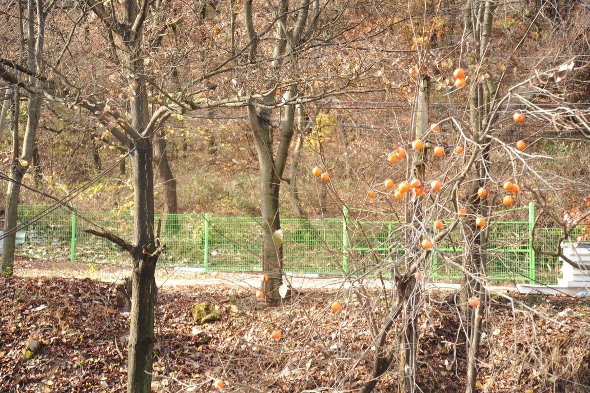 DSC_9846.JPG