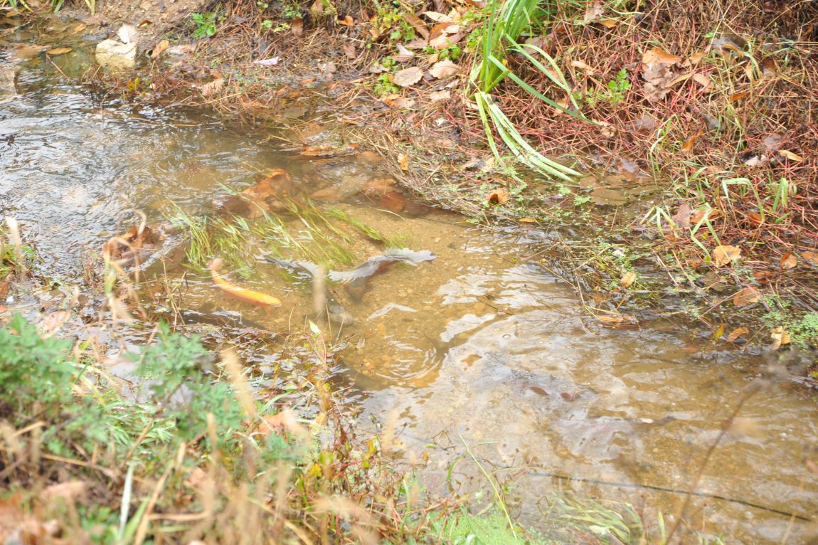 DSC_9764.JPG