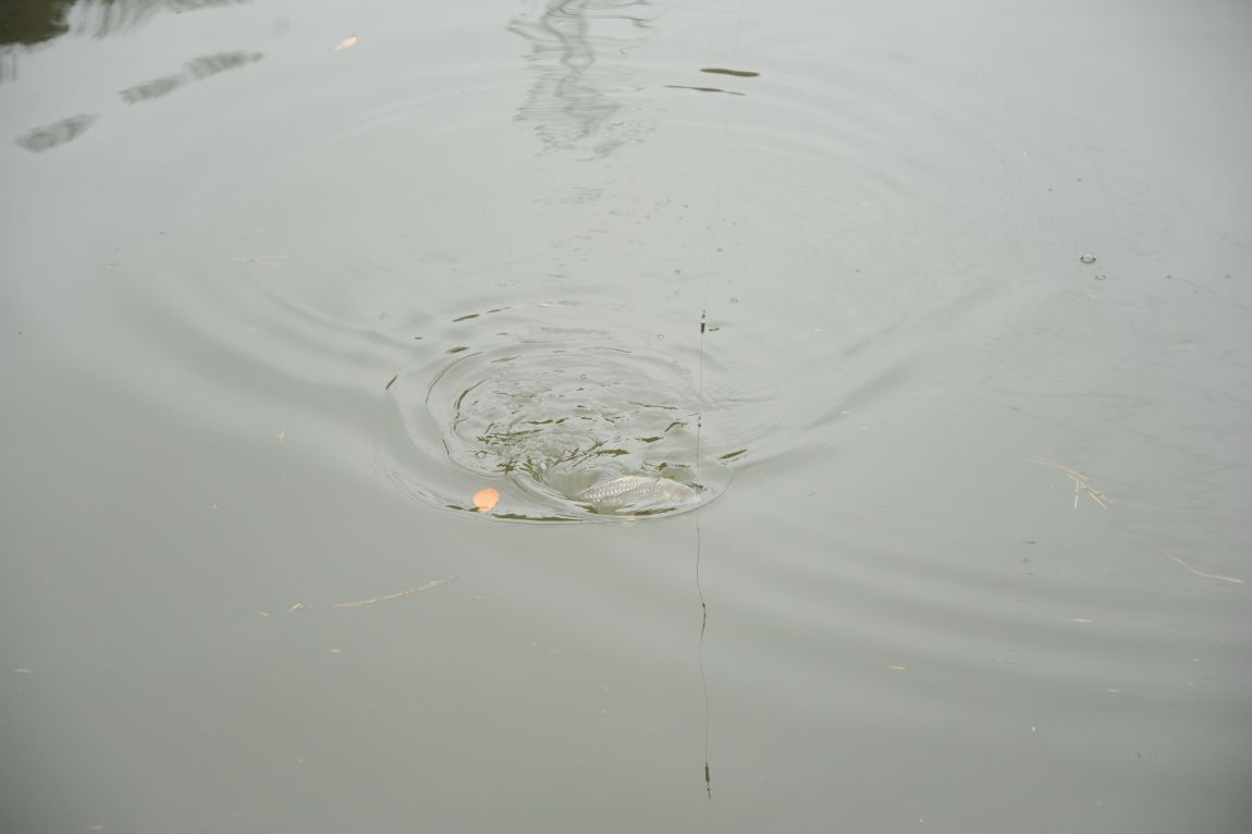 DSC_9790.JPG