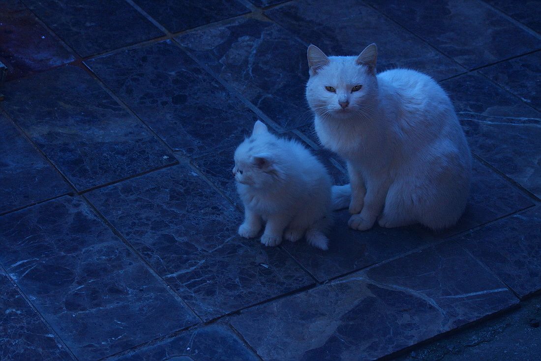 ٹ̱_IMG_4027.jpg