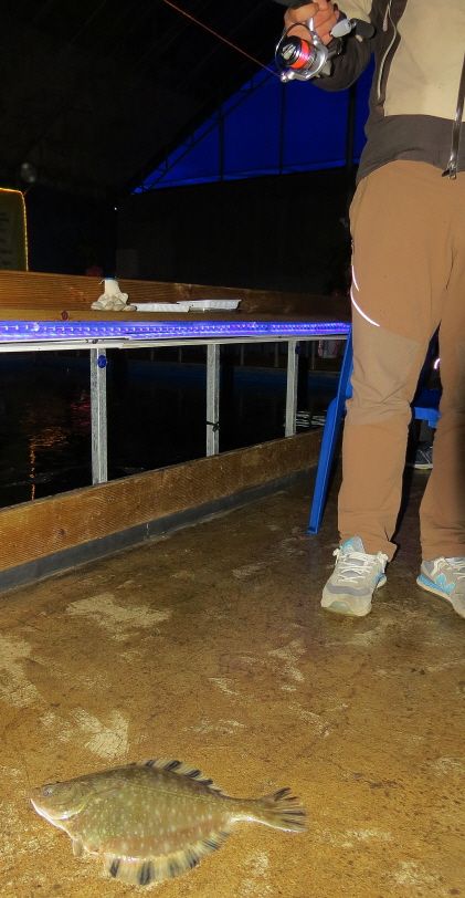 db2015.12.25 ����ٴٳ����� (31).JPG