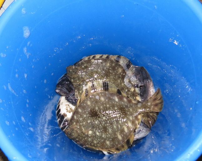 db2015.12.25 ����ٴٳ����� (57).JPG