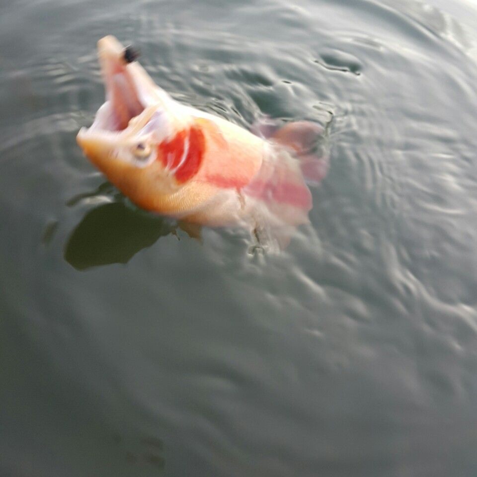 temp_1451208873400.1654780363.jpeg
