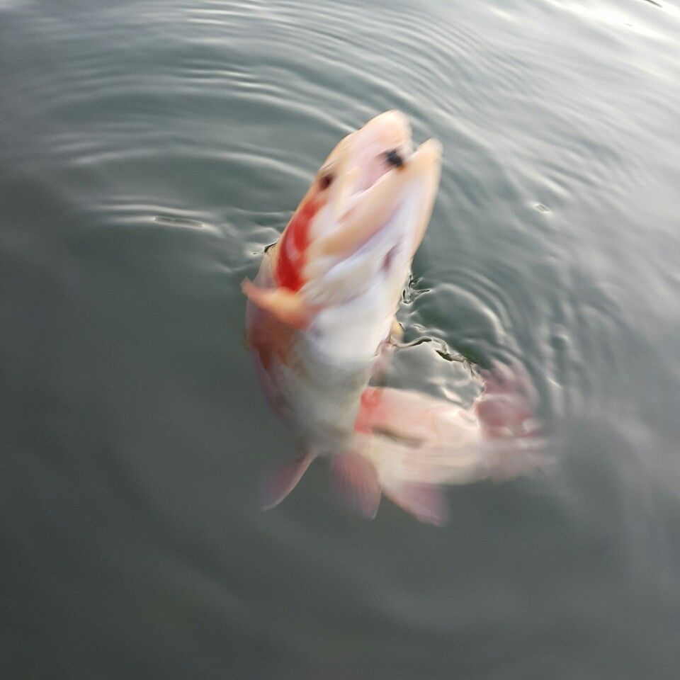 temp_1451207856309.-1821805074.jpeg
