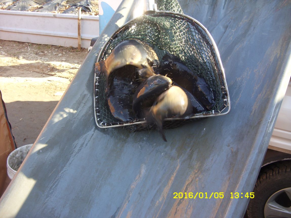 SDC15302.JPG