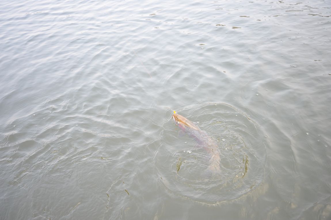 DSC_1838.JPG