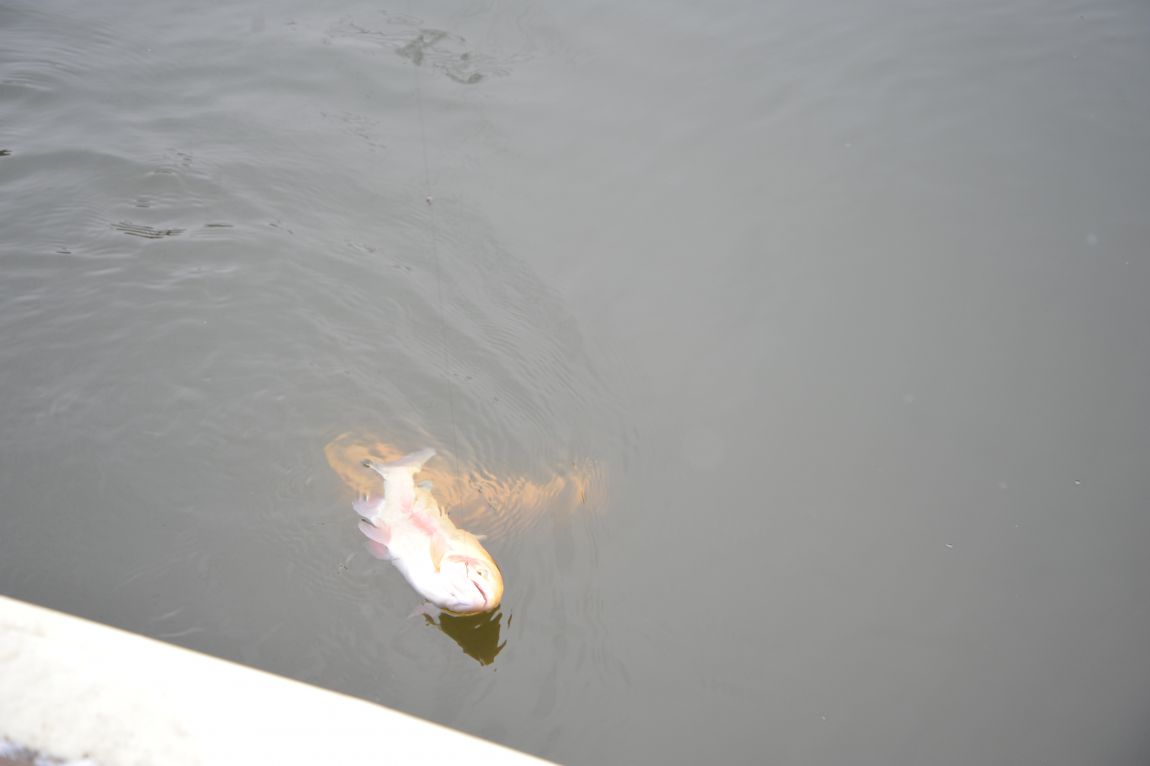 DSC_1758.JPG