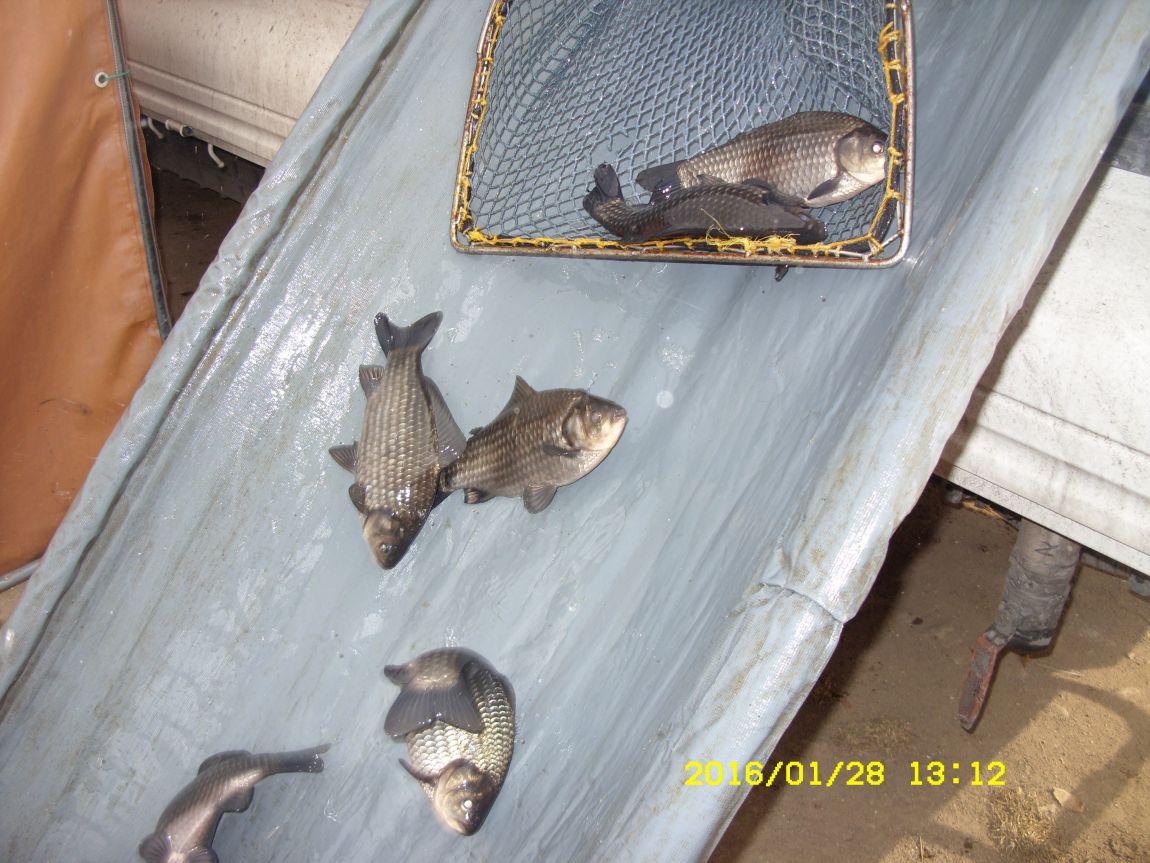 SDC15419.JPG