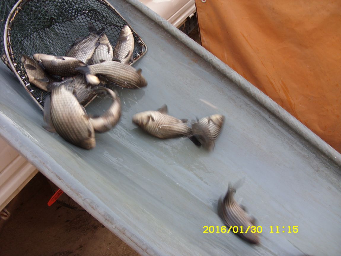 SDC15431.JPG