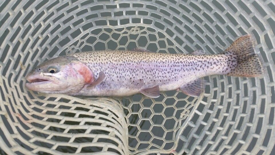 纻 - 2016,,1,30 023.jpg