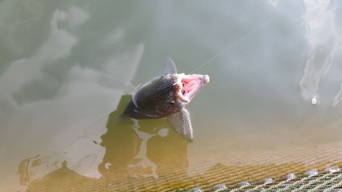 066.jpg