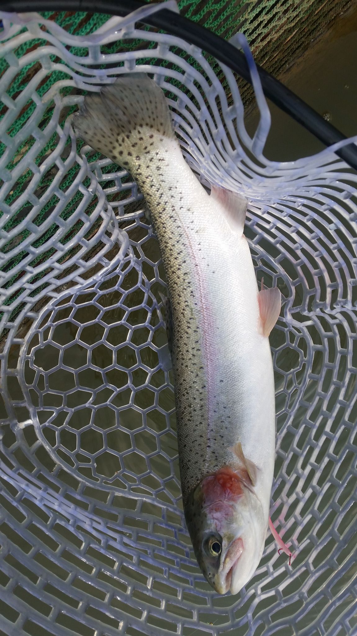 243.jpg