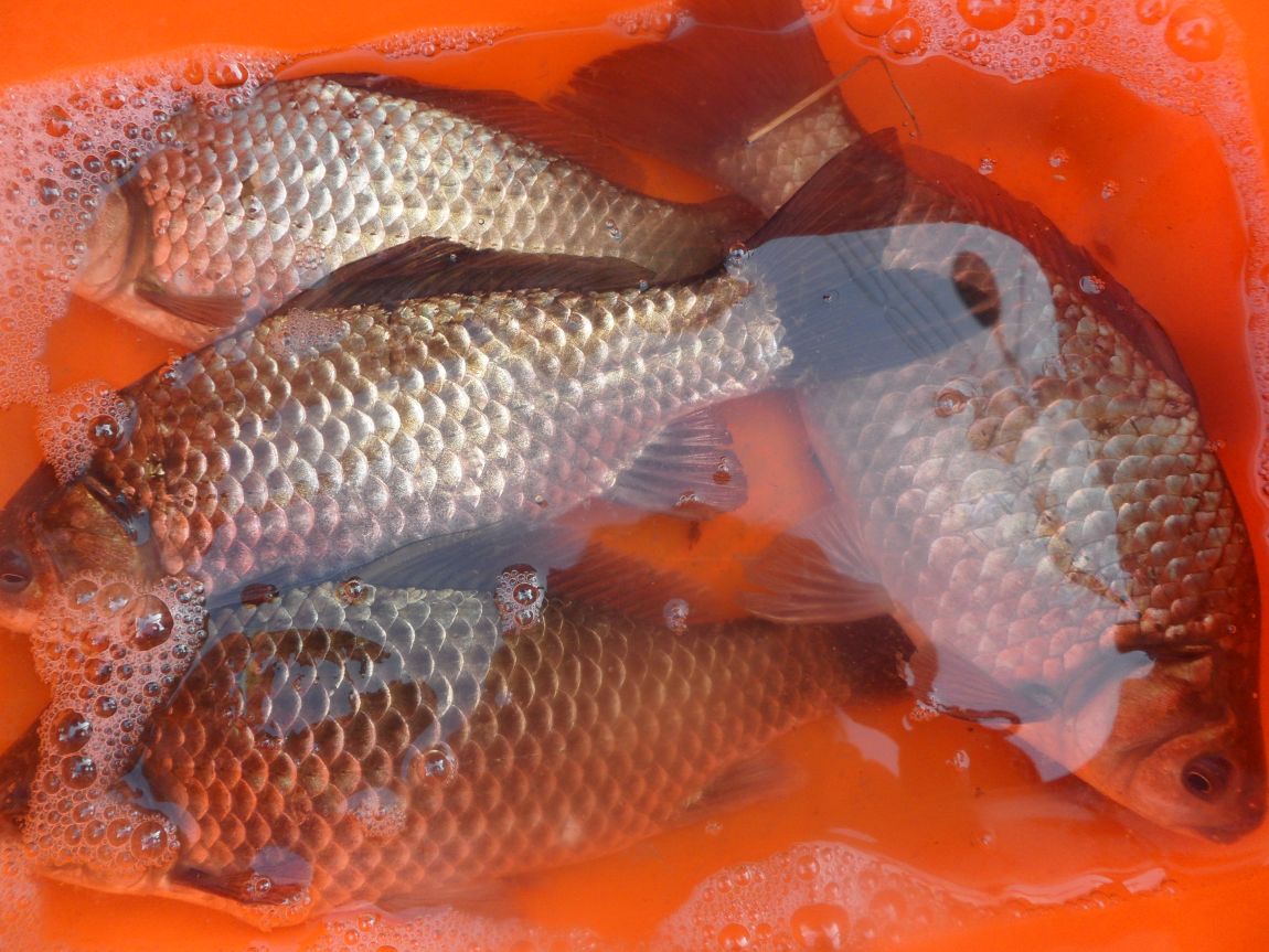 SAM_3507.JPG