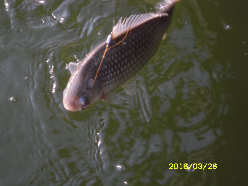 SDC10177.JPG