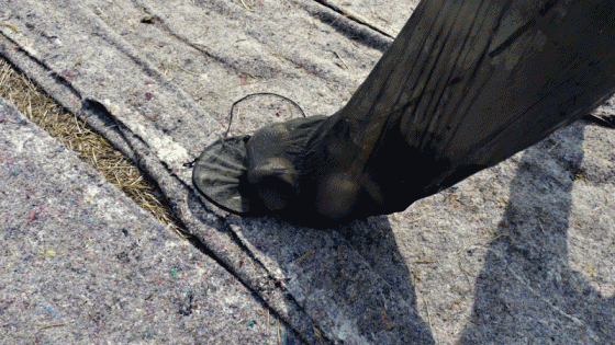 anigif.gif