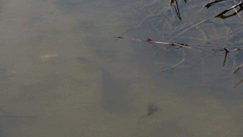 anigif1.gif