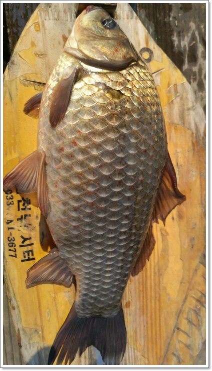 20160327_102714_HDR.jpg