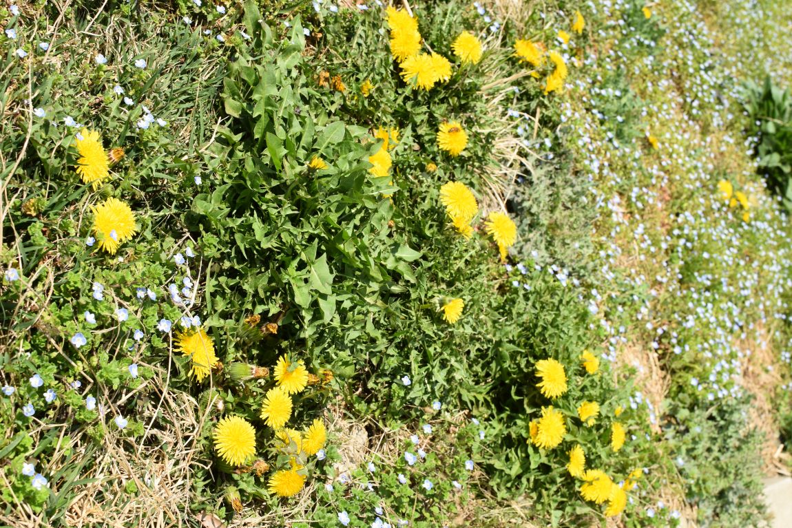DSC_0078.JPG
