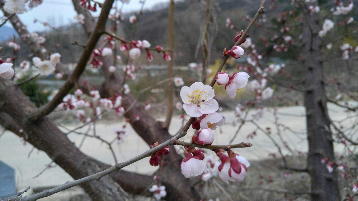 20160403_183304_HDR.jpg