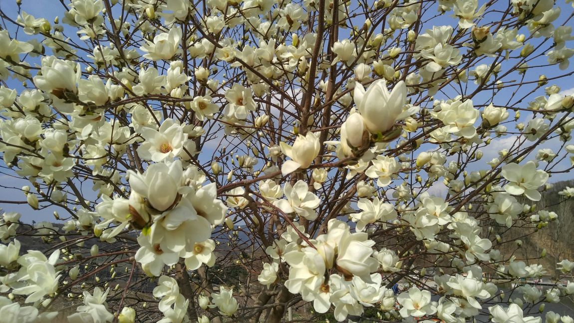 20160404_151955_HDR.jpg
