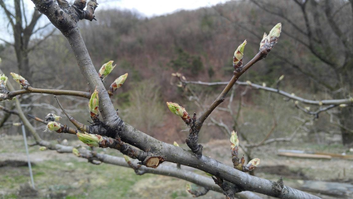 20160404_175704_HDR.jpg