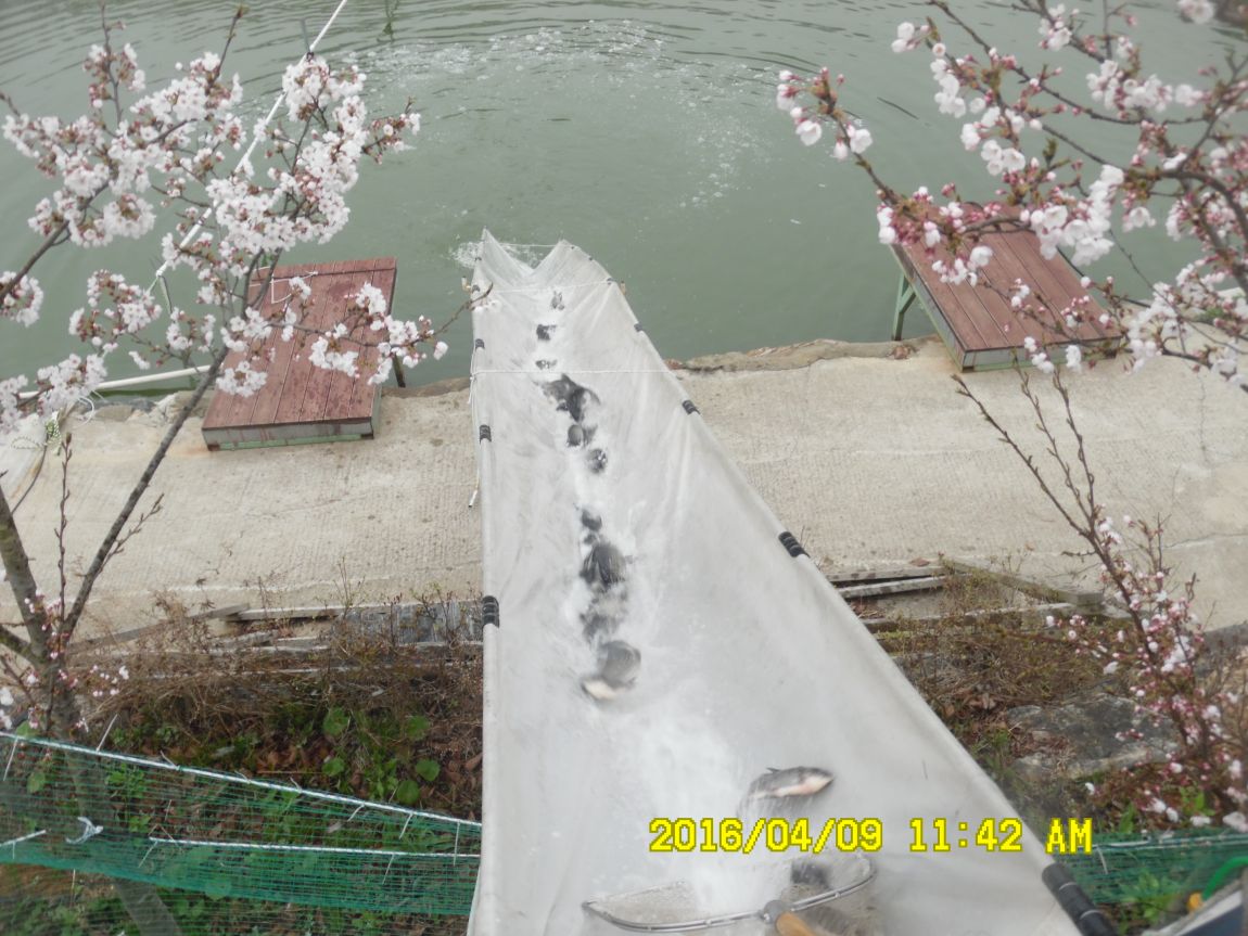 4��9�� 007.JPG