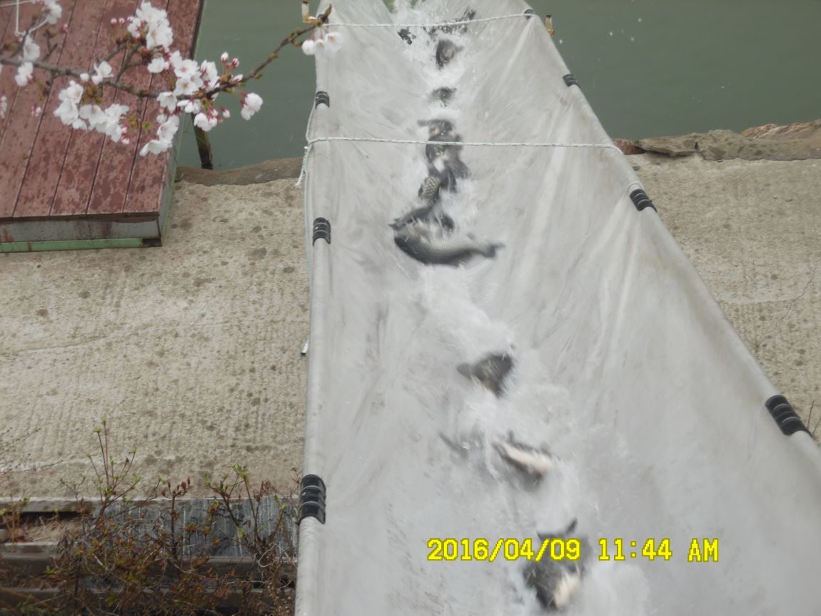 4��9�� 013.JPG