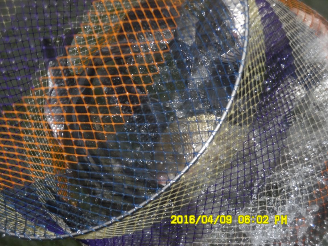 4��9�� 051.JPG