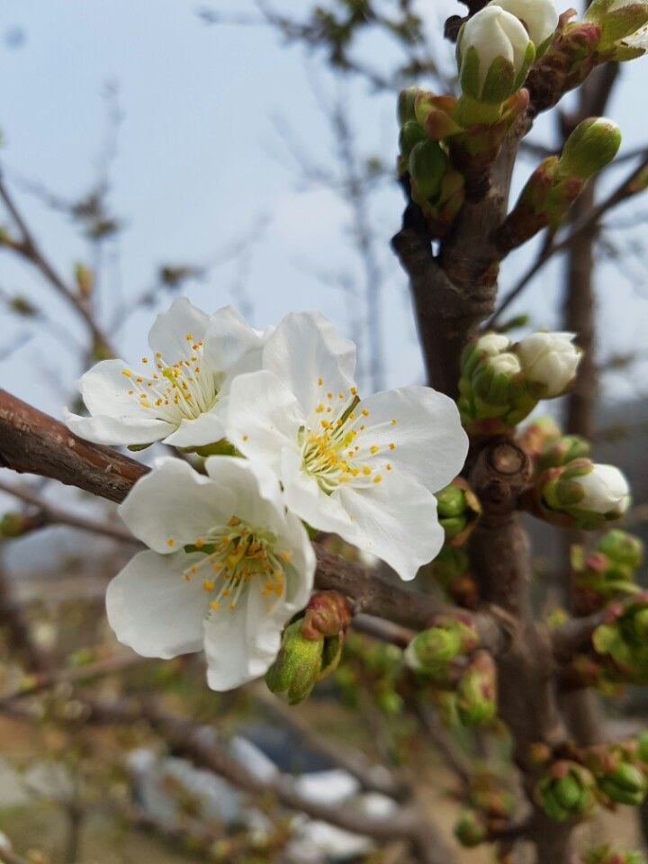 KakaoTalk_20160410_131849403.jpg