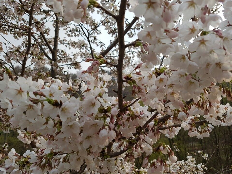 KakaoTalk_20160410_131851232.jpg