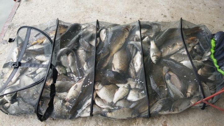 2016004111460199835195.jpg