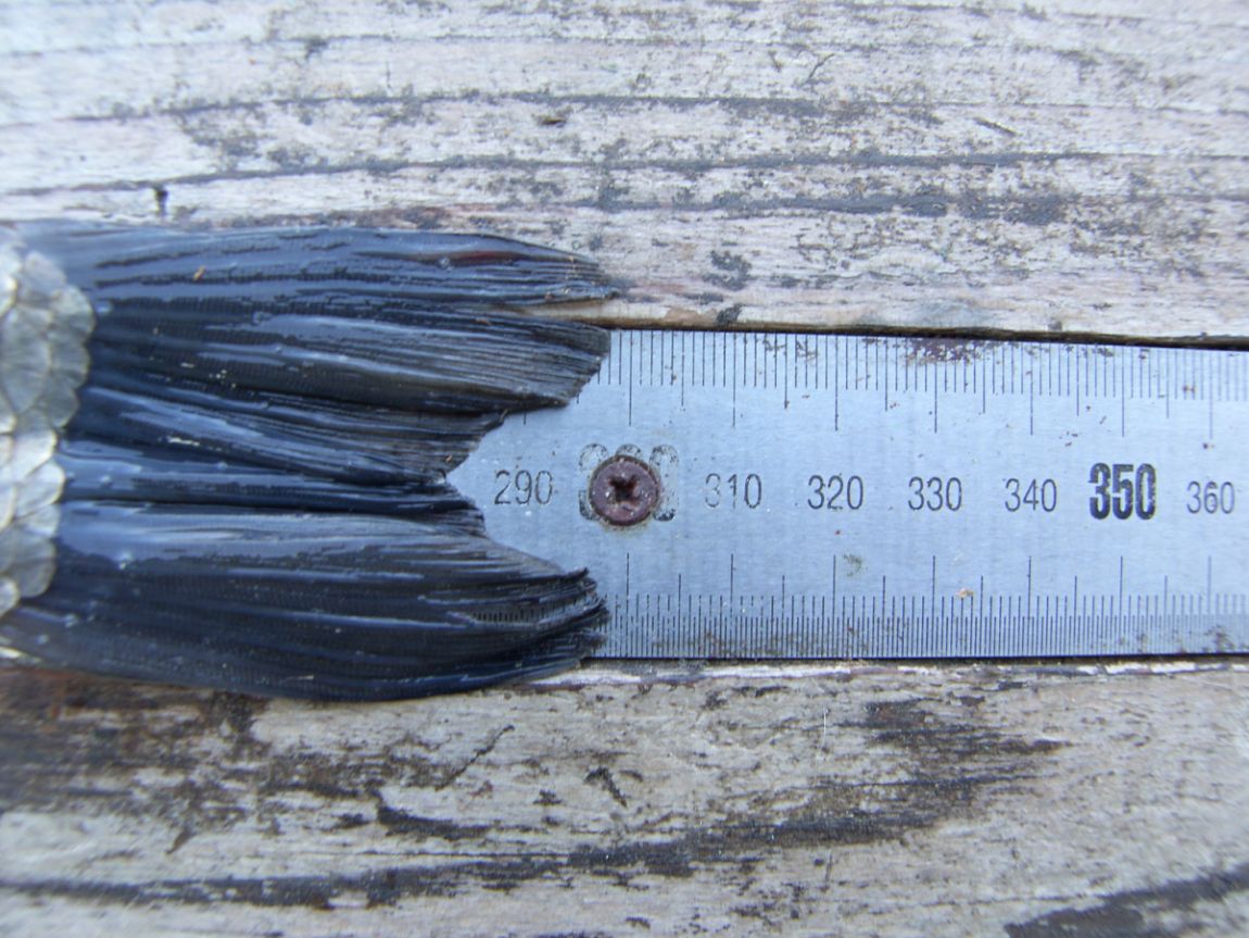SH101898.JPG