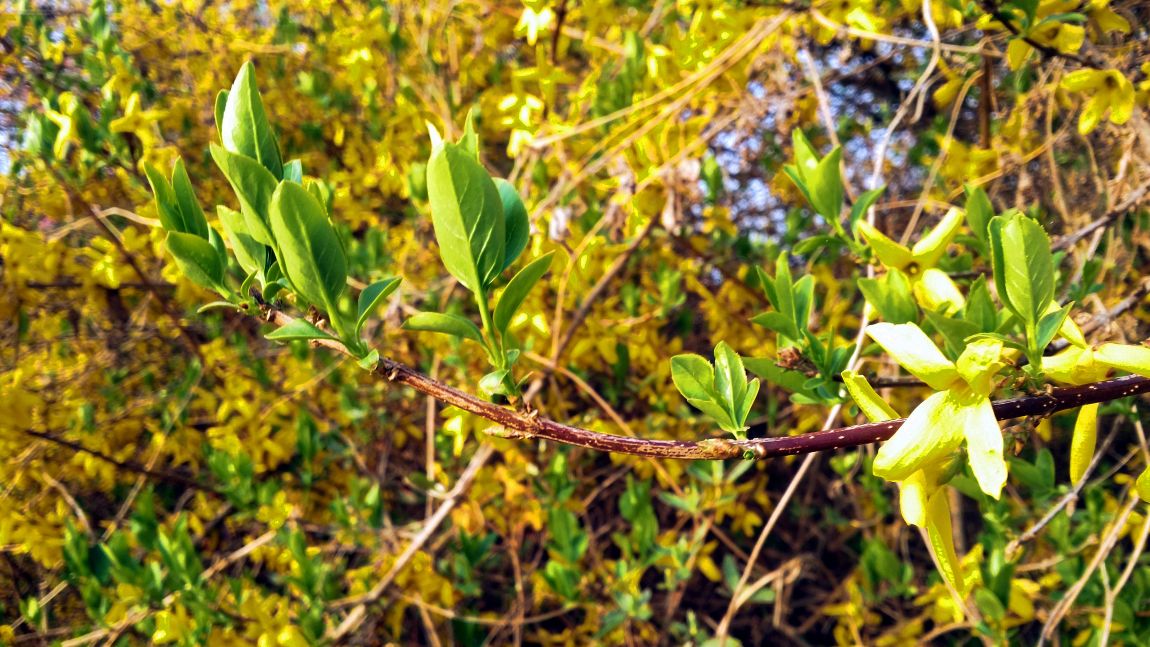 20160411_072706.jpg