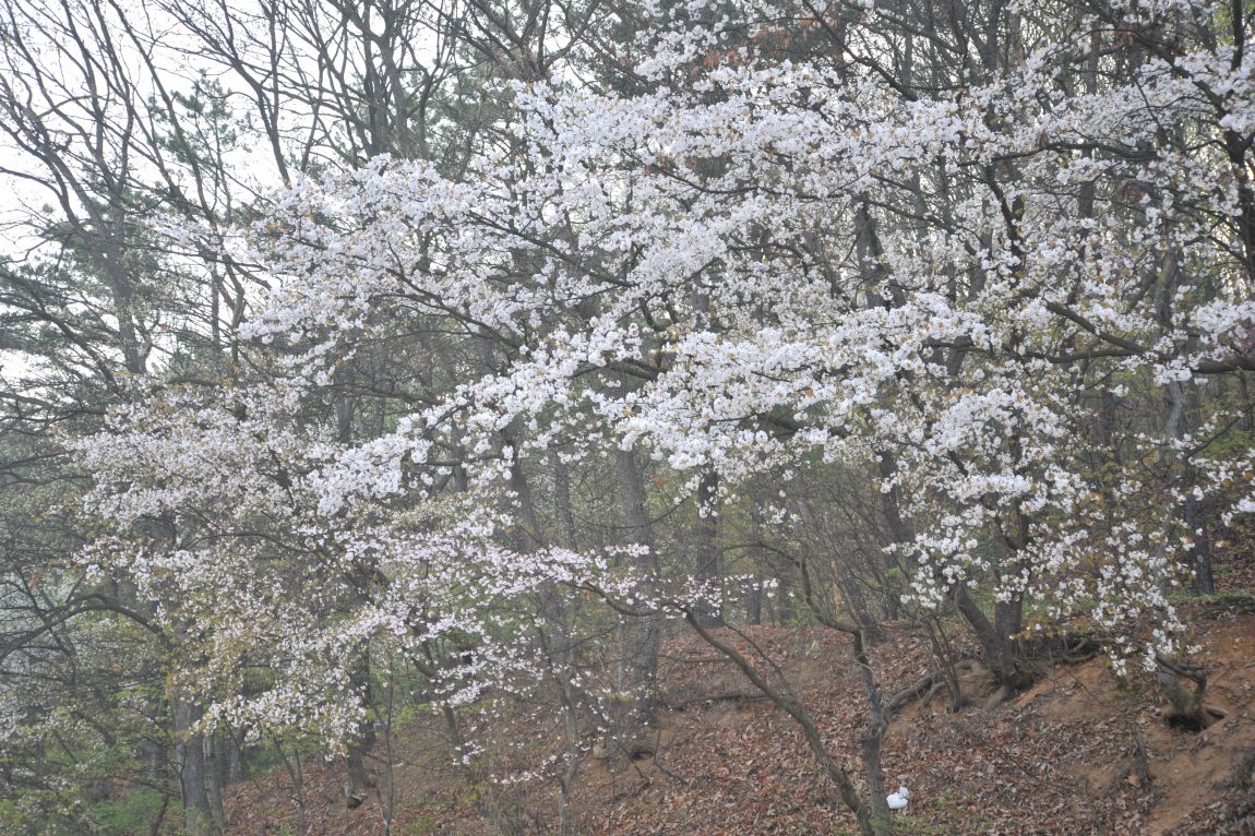 DSC_3065.JPG