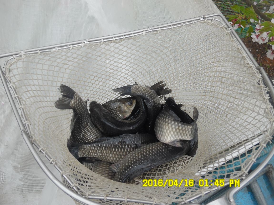 4��17�� 037.JPG