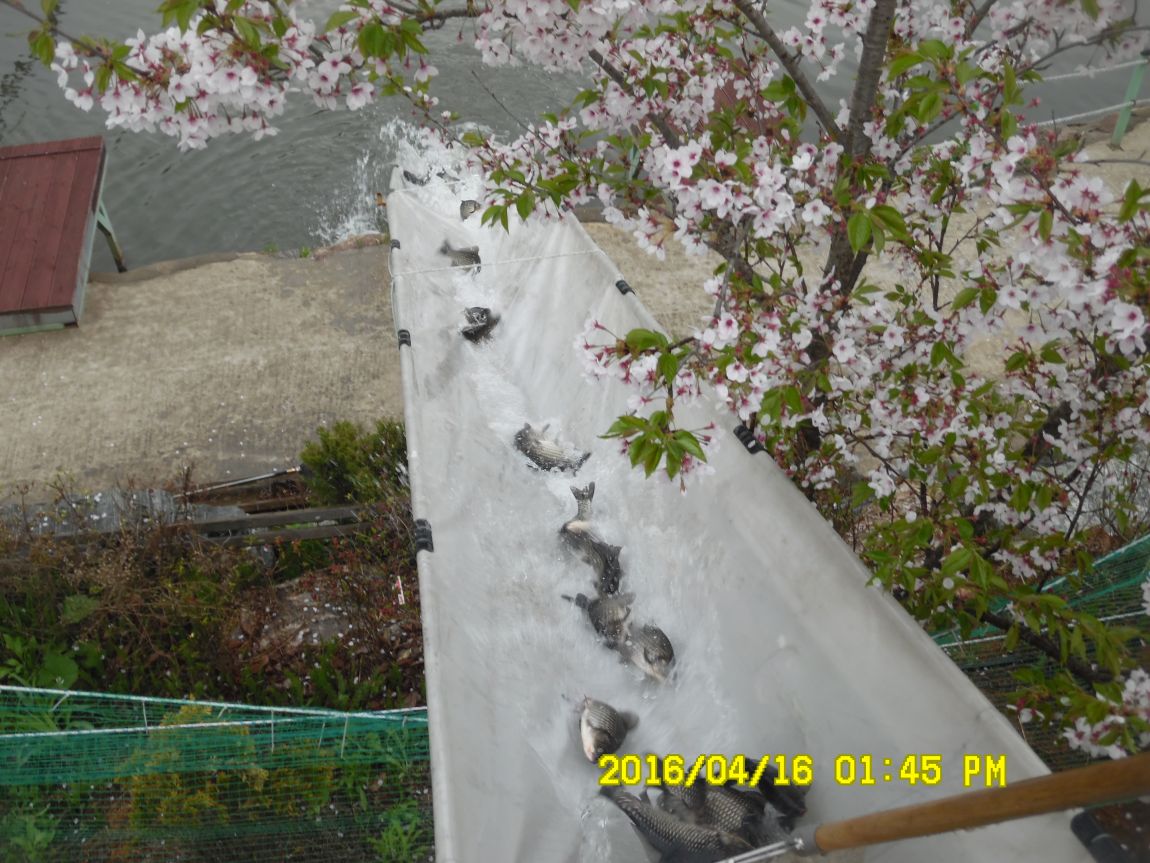 4��17�� 038.JPG