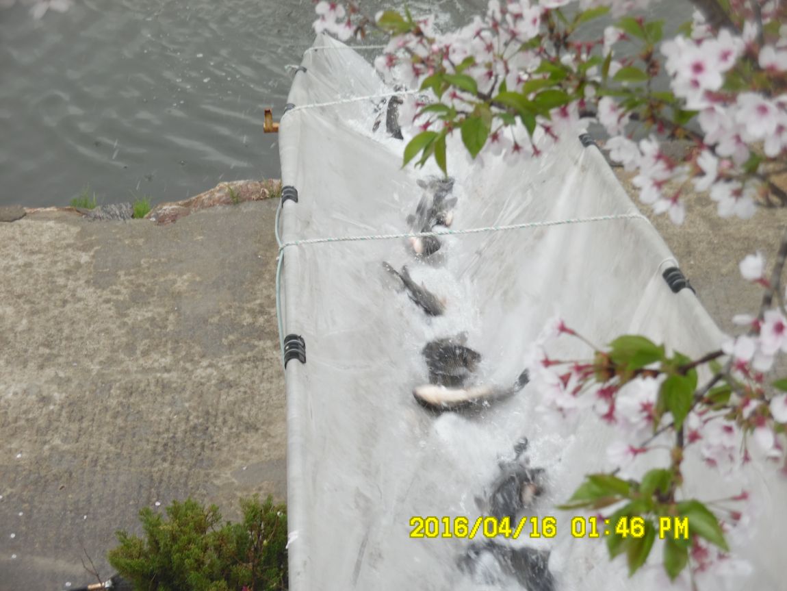 4��17�� 040.JPG