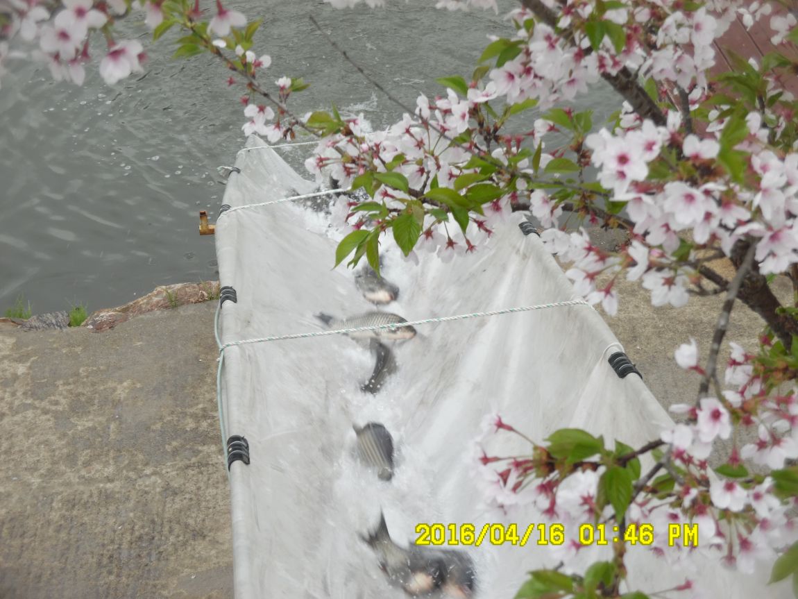 4��17�� 041.JPG