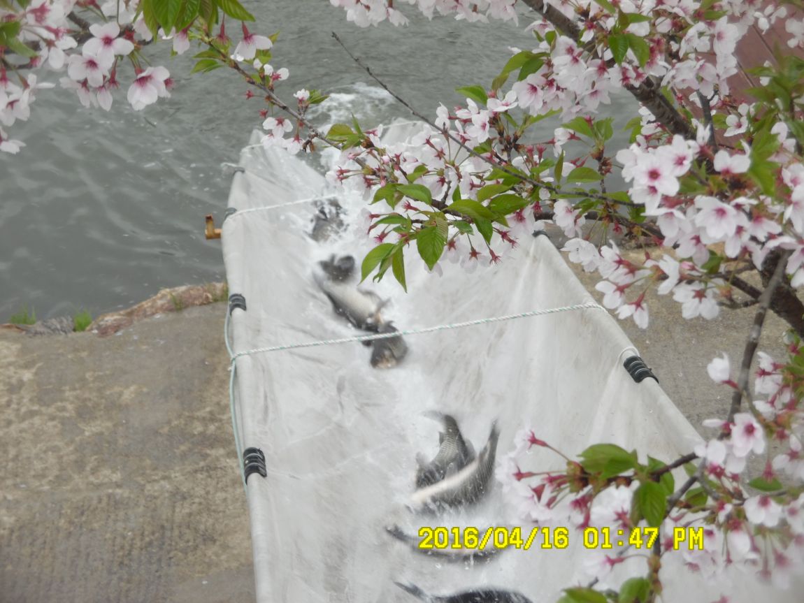 4��17�� 042.JPG