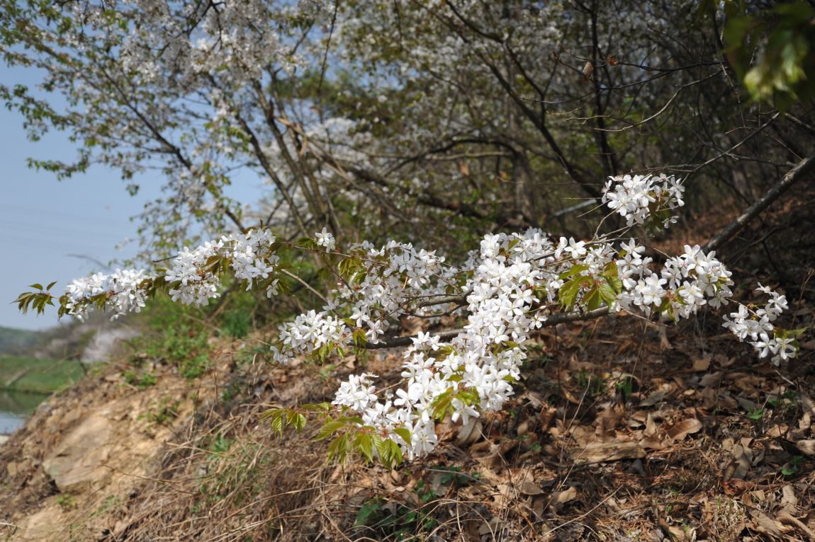 DSC_3113.JPG