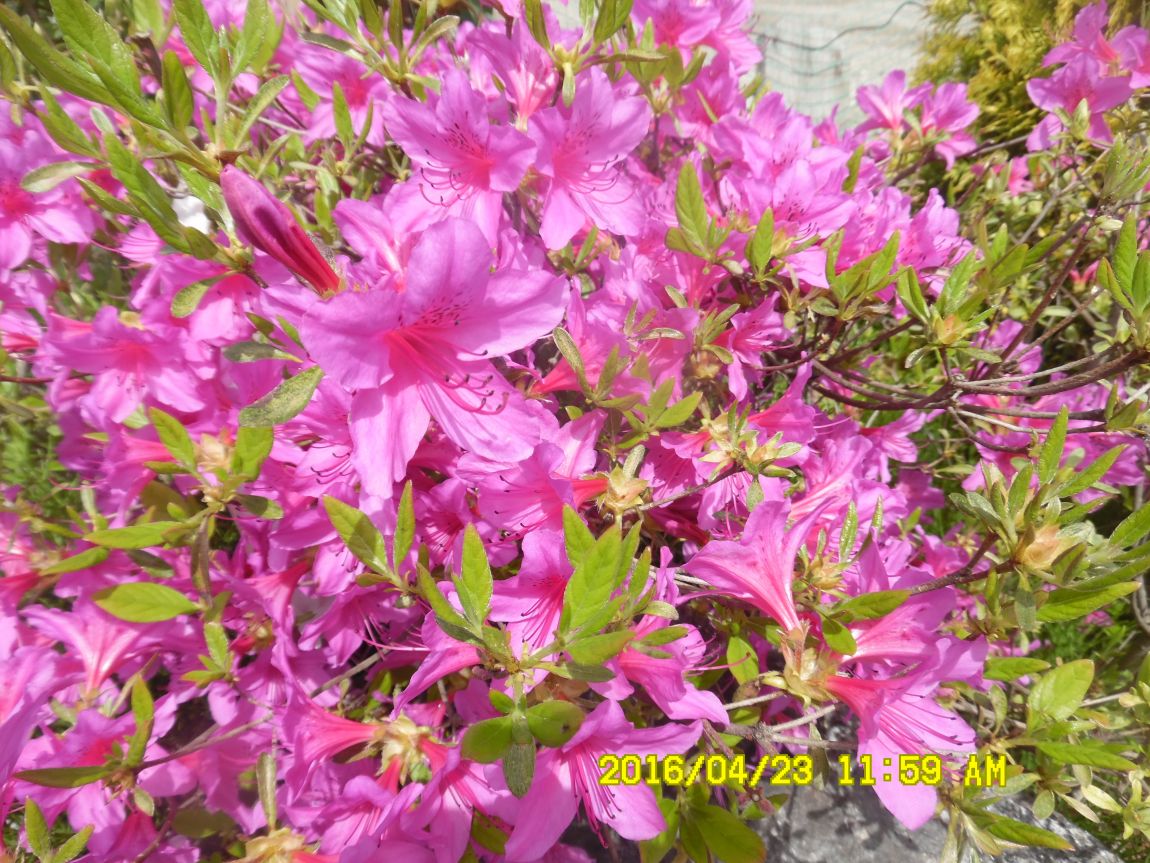 4��24�� 006.JPG