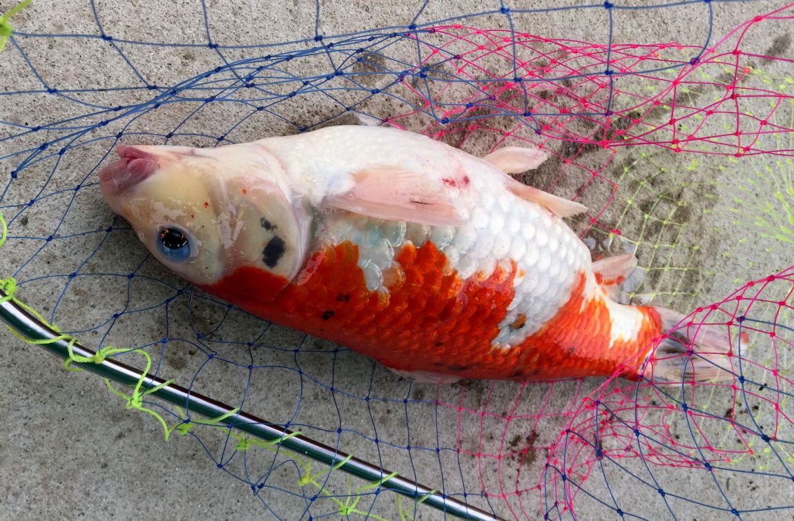 photo_0.jpg