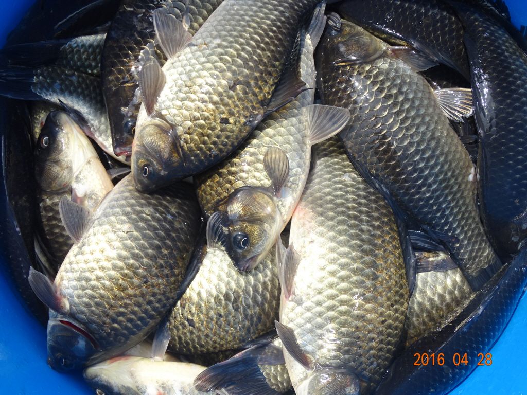 �ϰ�����_�ϰ�����_DSC04064.jpg