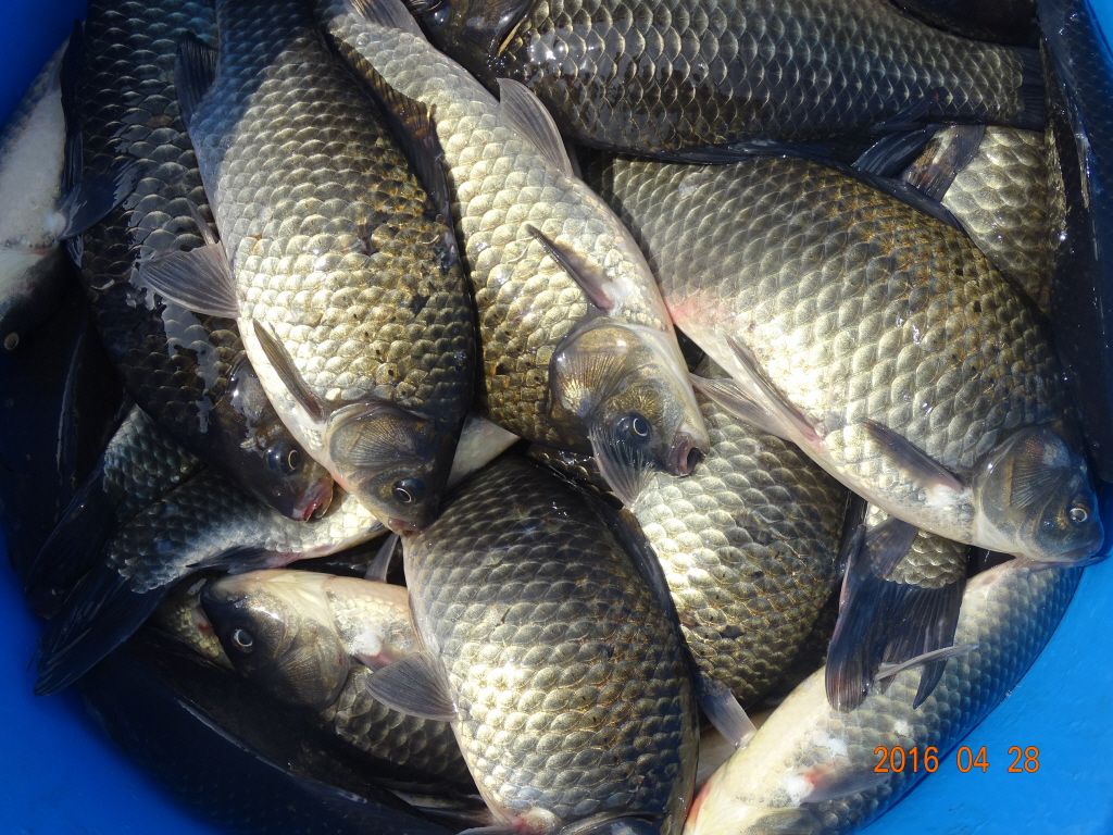 �ϰ�����_�ϰ�����_DSC04065.jpg