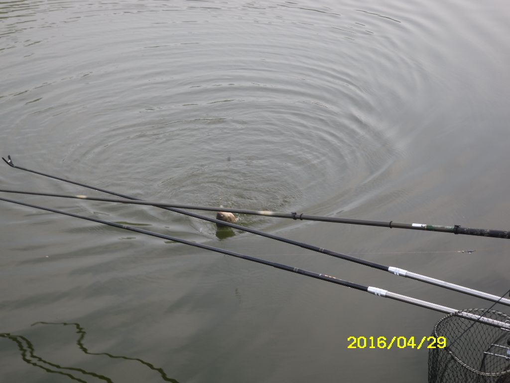 SDC10585.JPG